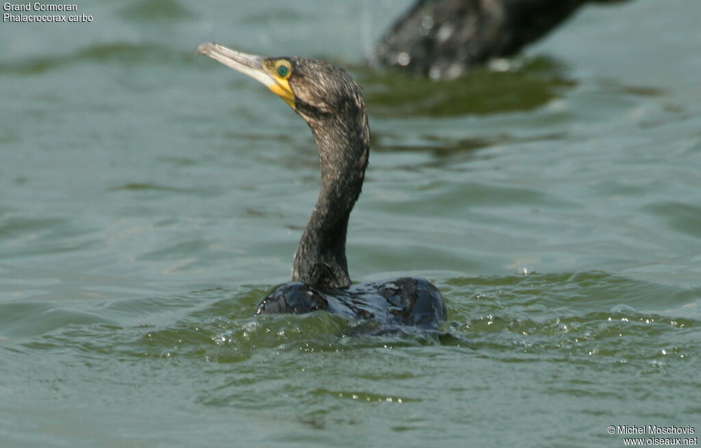 Great Cormorant