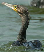 Great Cormorant