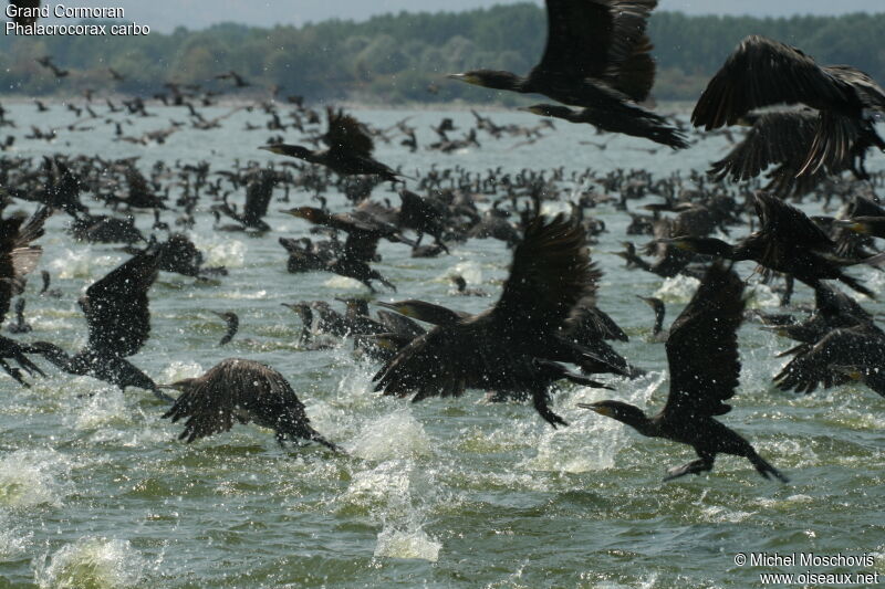 Great Cormorant, Flight