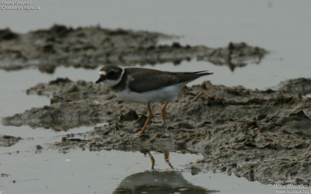 Common Ringed Ploveradult post breeding, identification