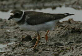 Common Ringed Plover