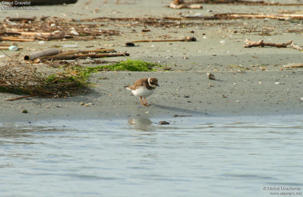 Common Ringed Plover, identification