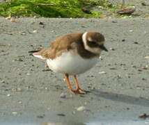 Common Ringed Plover