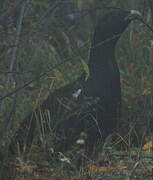 Western Capercaillie