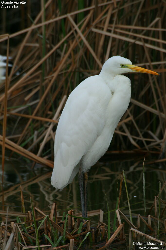 Great Egret, identification