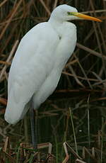 Grande Aigrette