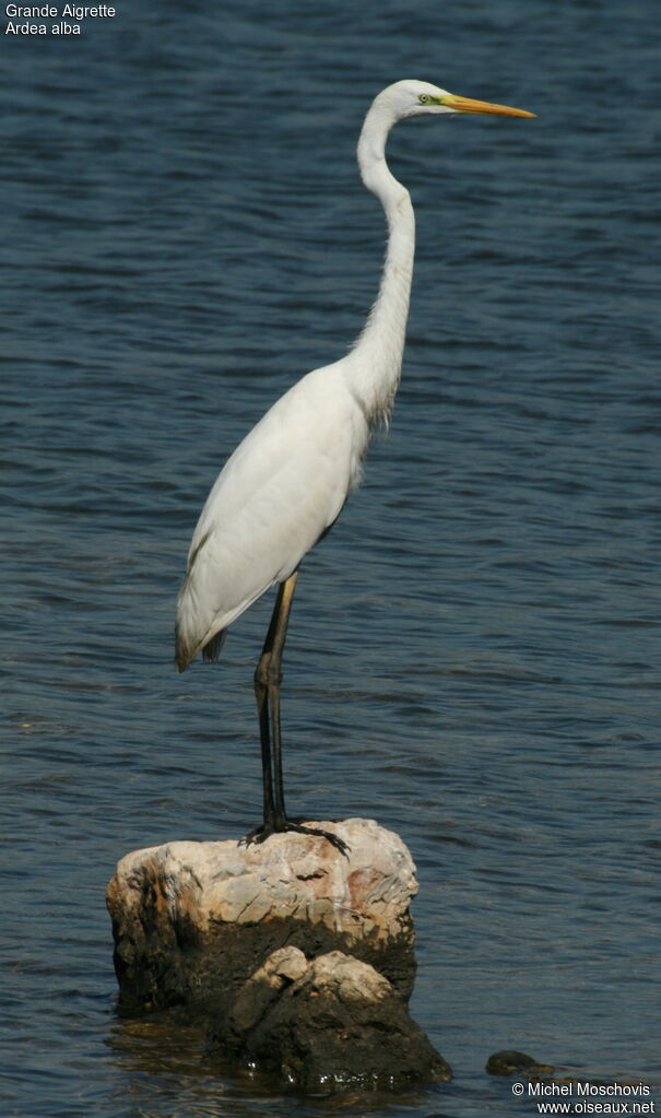 Great Egret, identification