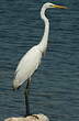 Grande Aigrette