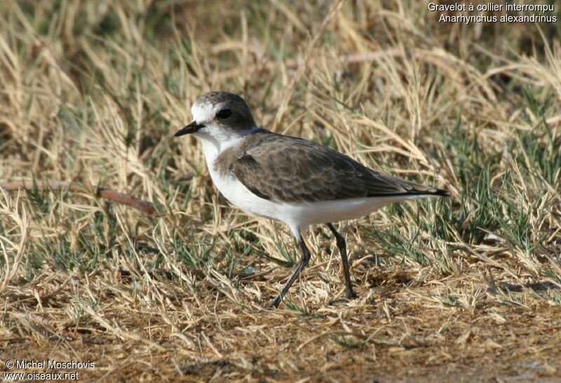 Kentish Plover