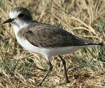 Kentish Plover