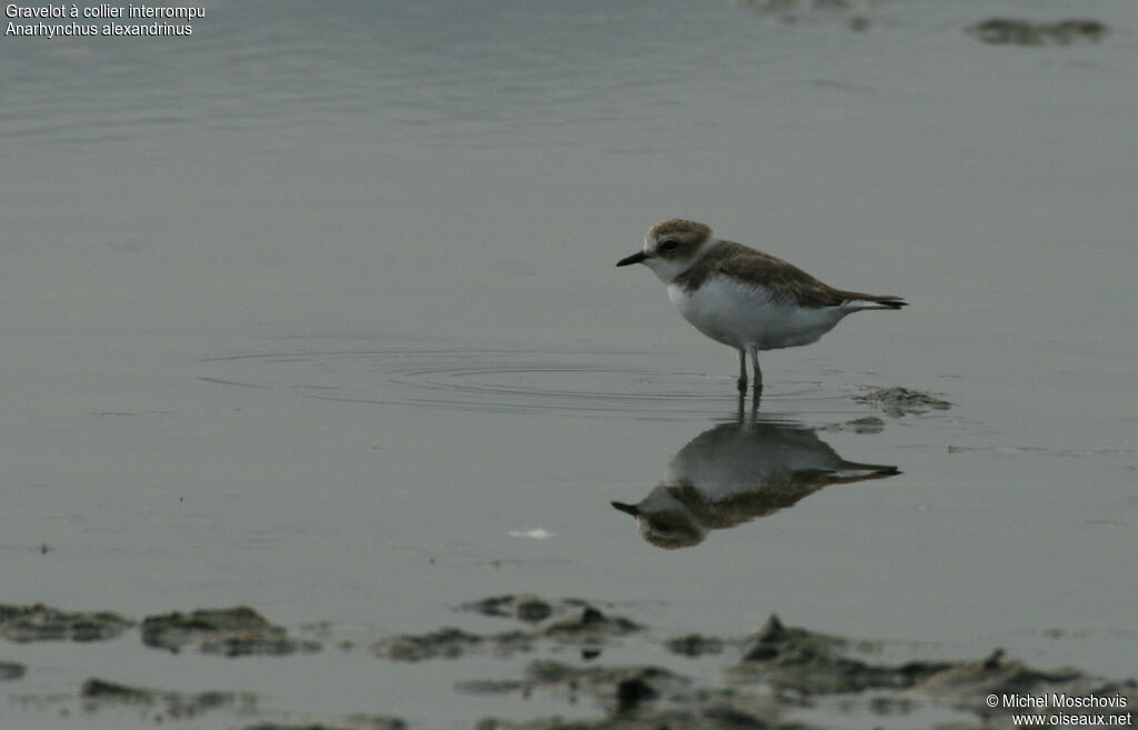 Kentish Ploveradult post breeding