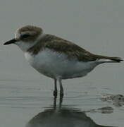 Kentish Plover