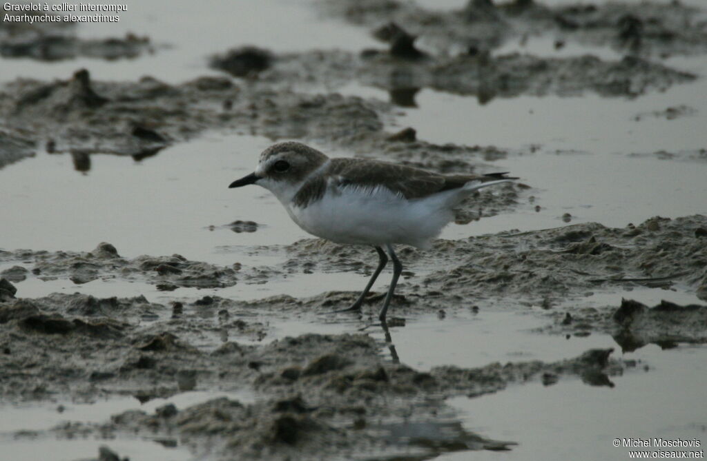 Kentish Ploveradult post breeding