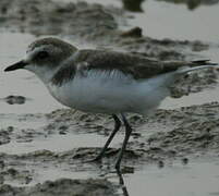 Kentish Plover