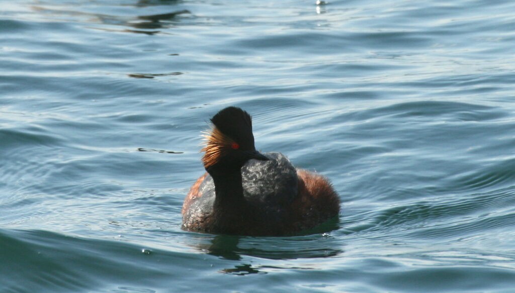 Black-necked Grebe