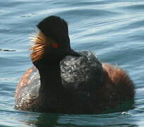 Black-necked Grebe