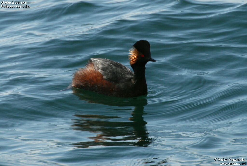 Black-necked Grebeadult breeding, identification