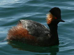 Black-necked Grebe