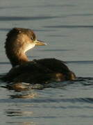 Little Grebe