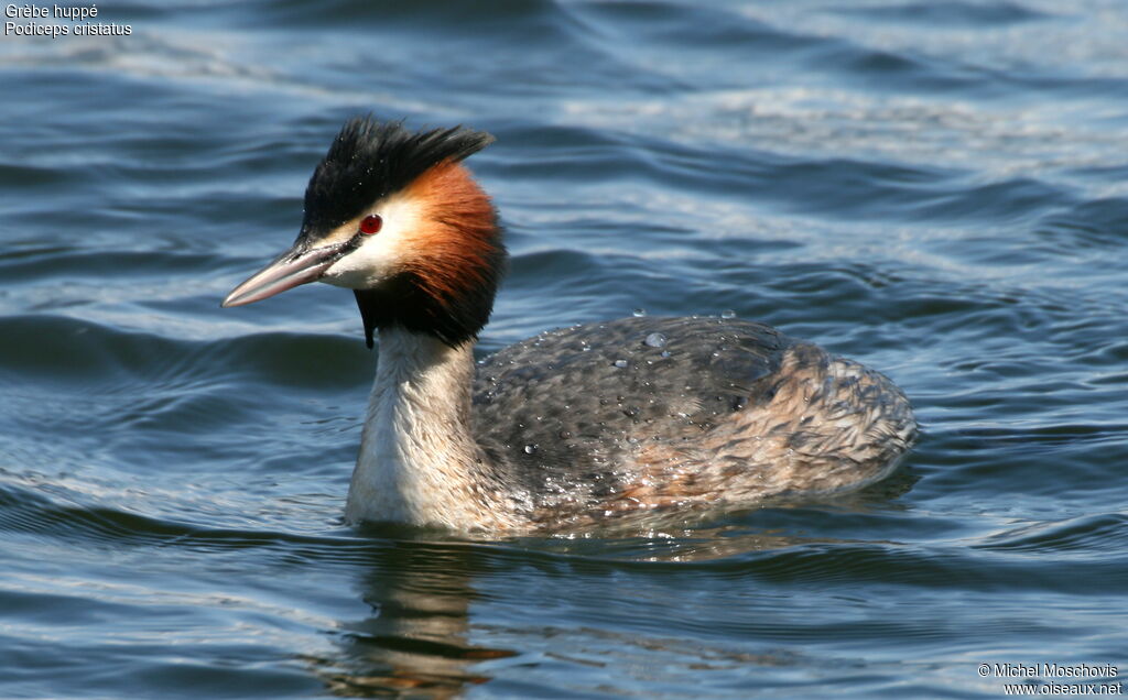 Great Crested Grebeadult breeding, identification