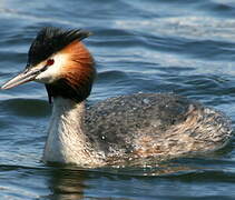 Great Crested Grebe