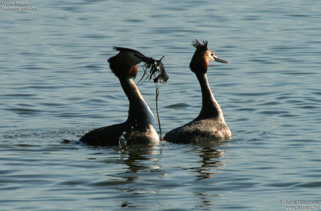 Grèbe huppé adulte nuptial, identification, Comportement