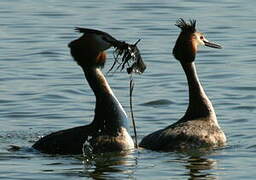 Great Crested Grebe