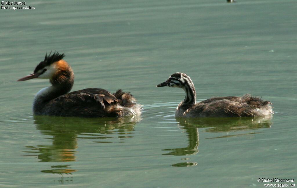 Great Crested Grebe, identification