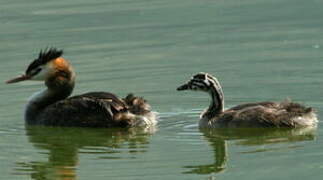 Great Crested Grebe