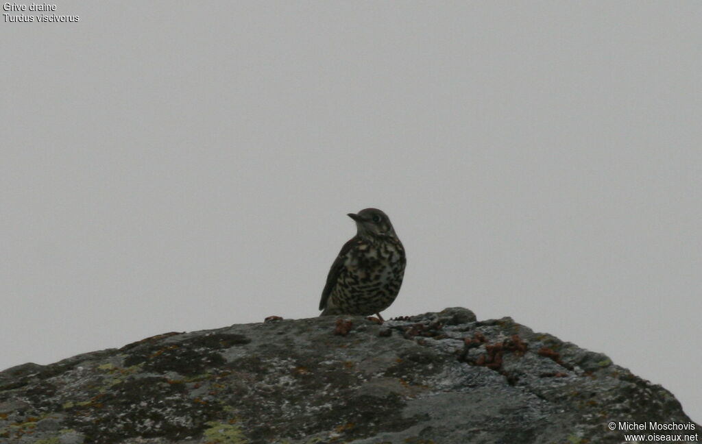 Mistle Thrush