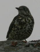 Mistle Thrush