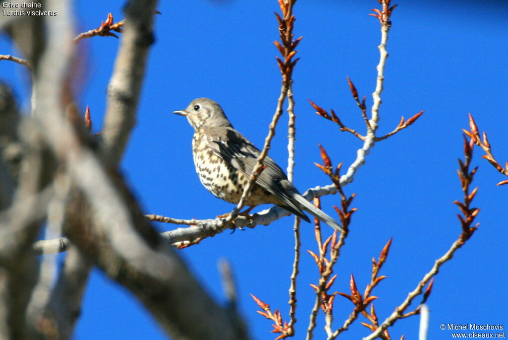 Grive draine, identification