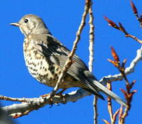 Mistle Thrush