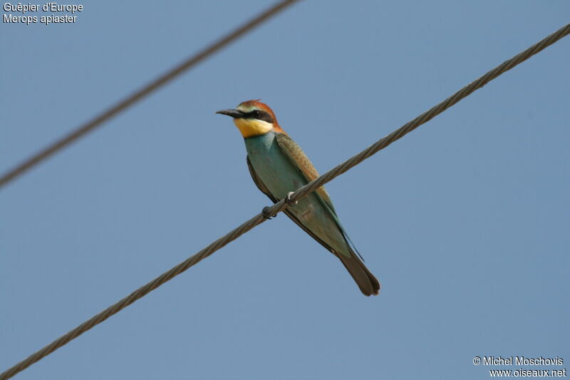 European Bee-eater