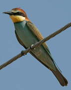 European Bee-eater