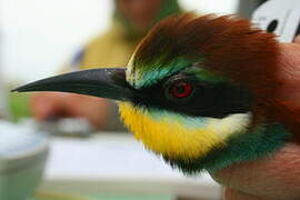 European Bee-eater