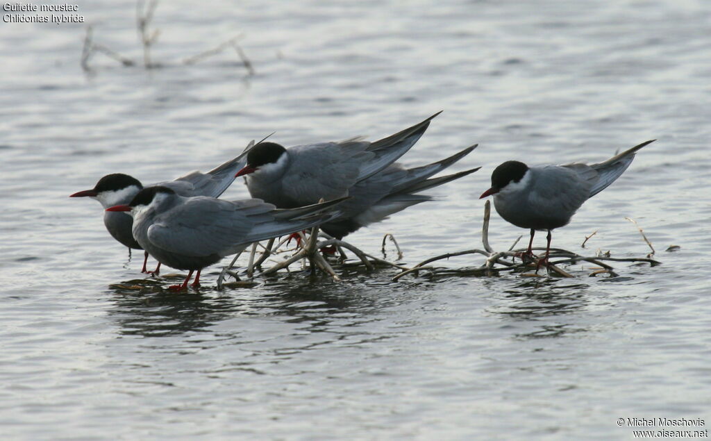 Whiskered Tern, identification