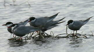 Whiskered Tern