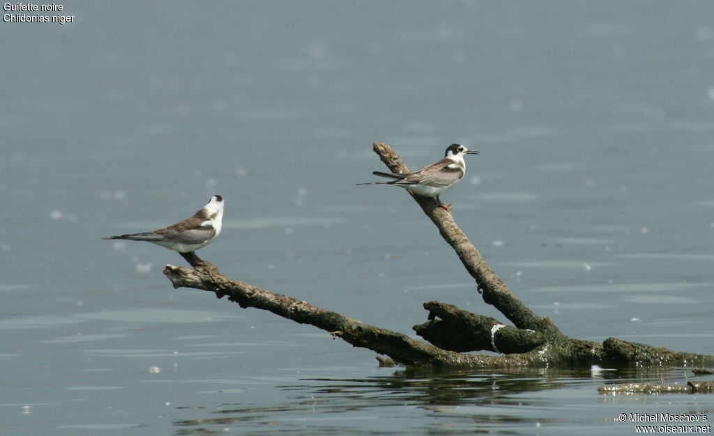 Black Tern