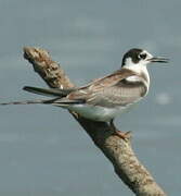 Black Tern