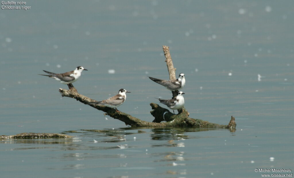 Black Tern