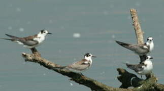 Black Tern