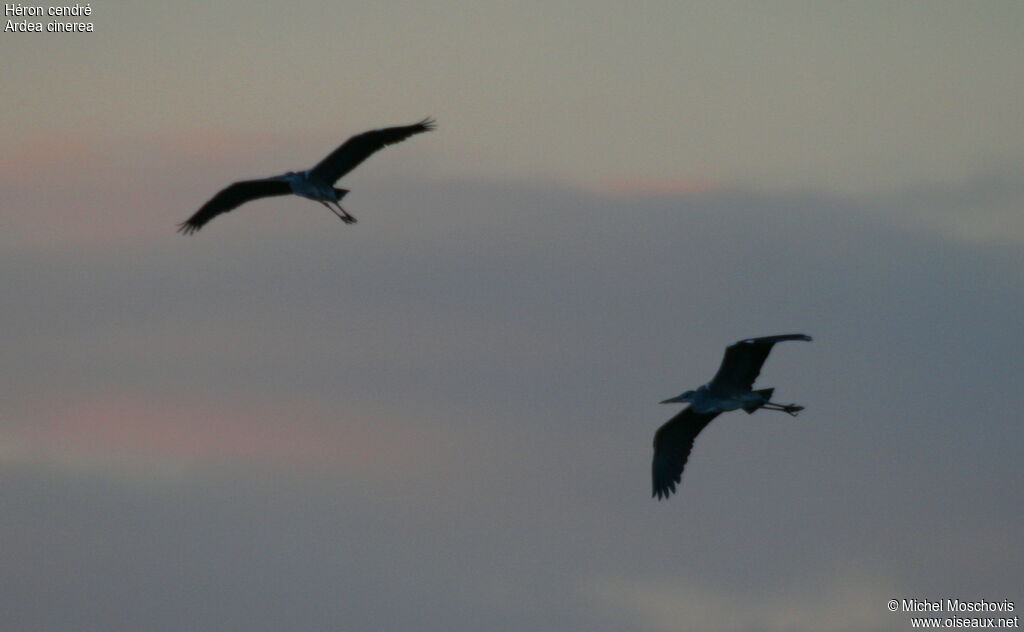 Grey Heron, Flight