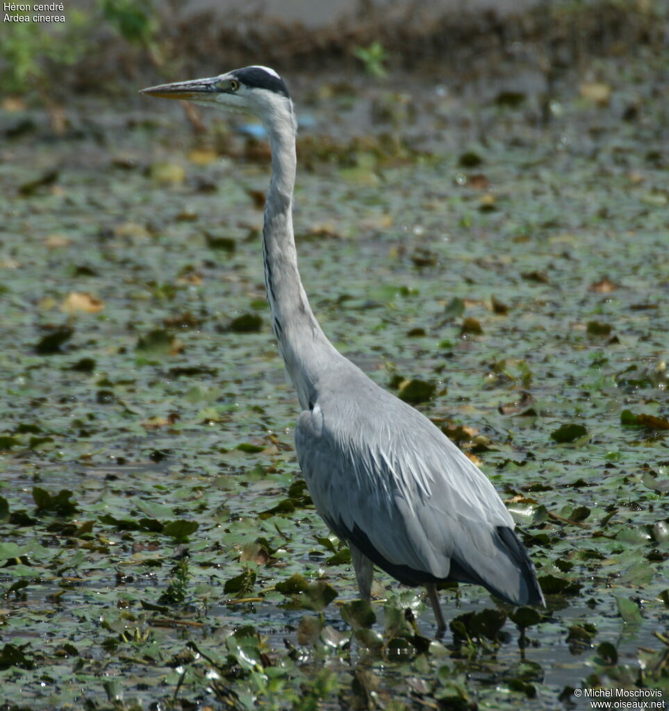 Grey Heron, identification