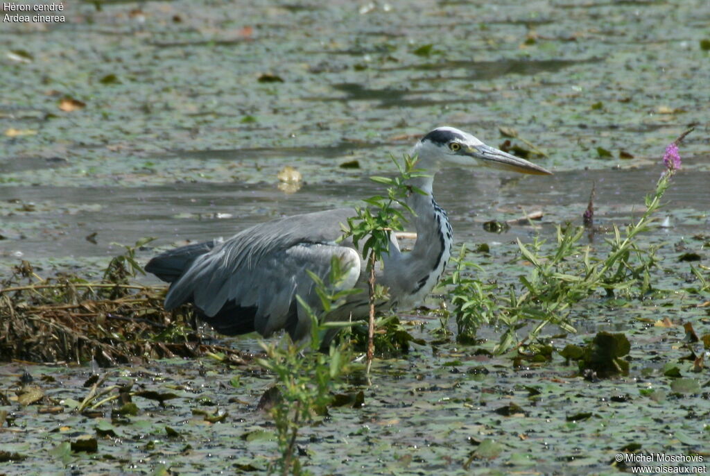 Héron cendré, identification