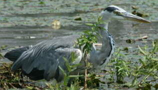 Grey Heron