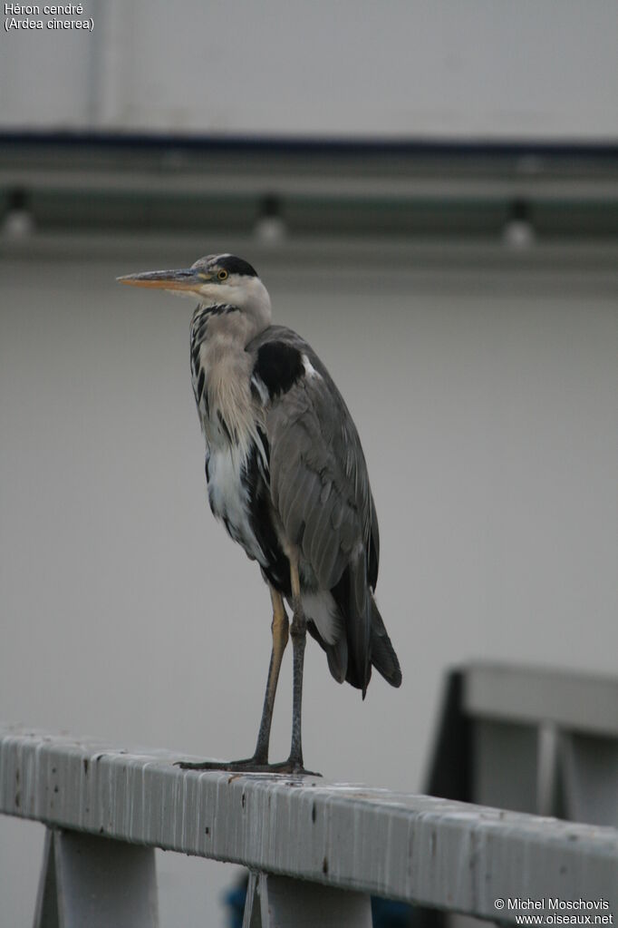 Grey Heronadult, identification