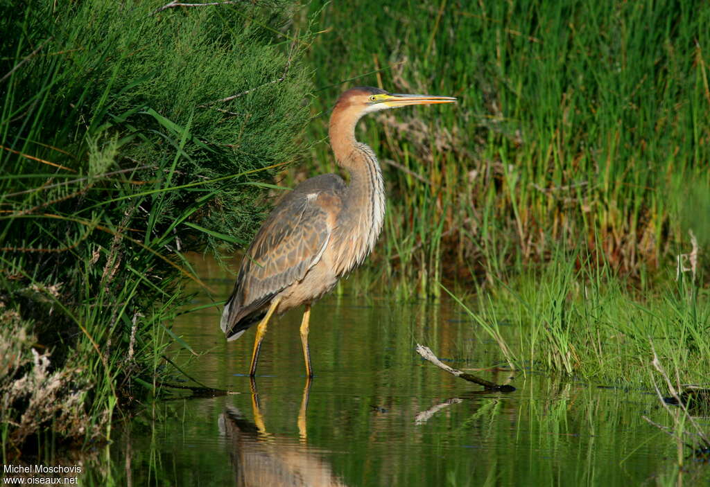 Héron pourpréimmature, identification