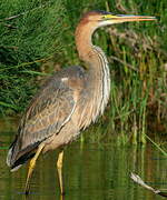 Purple Heron