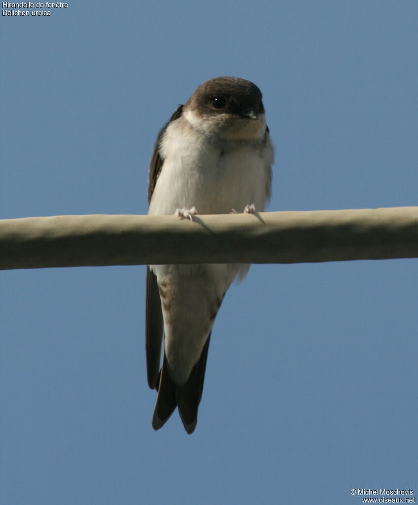 Common House Martin